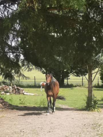Maison pour chevaux - Quiers sur bezondes