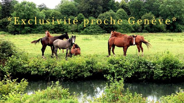 &Agrave; ne pas manquer !!! Opportunit&eacute; &eacute;questre secteur Gen&egrave;ve riv