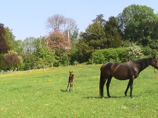 petite structure equestre
