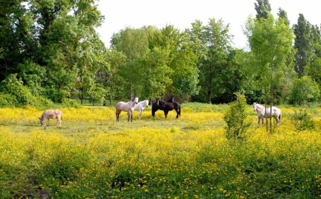 [PROPRIETE EQUESTRE D&rsquo;EXCEPTION EN CHARENTE MARITIME]