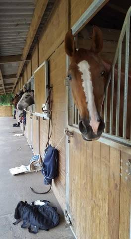 Corp de ferme avec installation &eacute;questre 