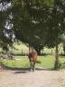 Maison pour chevaux - Quiers sur bezondes
