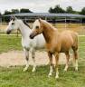Logement en nature &agrave; partager avec les chevaux