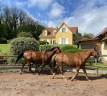 À vendre – Propriété familiale avec structure équestre
