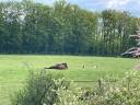 Longère idéal si vous voulez vos chevaux à la maison.
