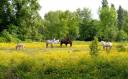 [PROPRIETE EQUESTRE D&rsquo;EXCEPTION EN CHARENTE MARITIME]